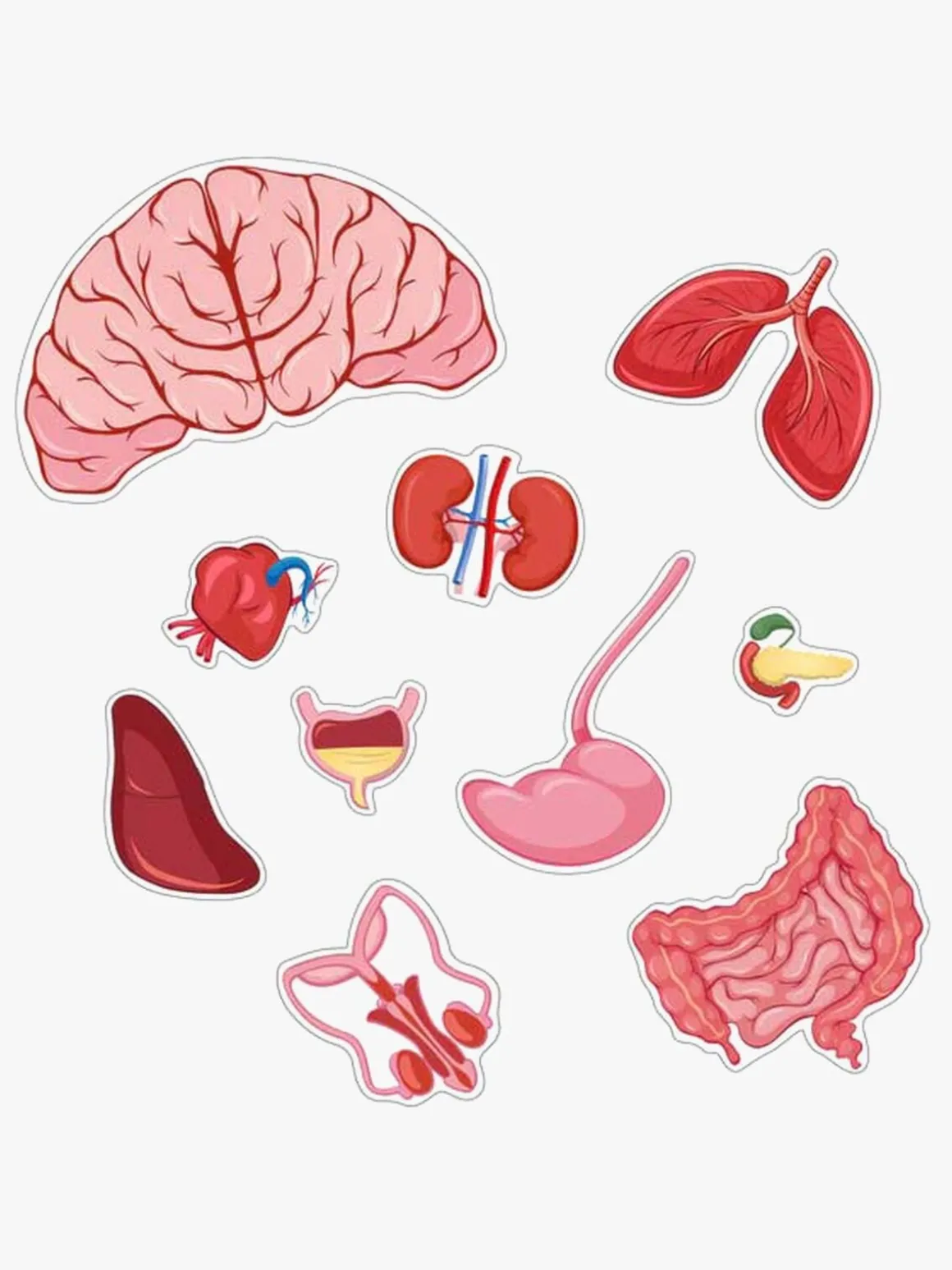 Barbo Toys Body Puslespil Dreng 36 Brikker